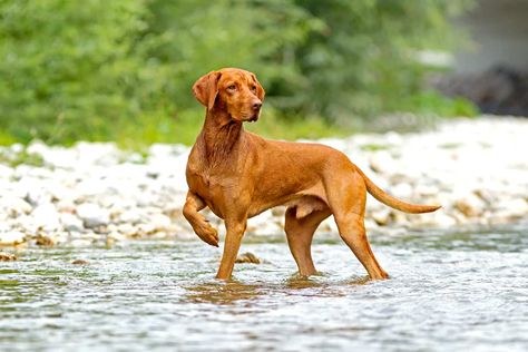 Puppy Sketch, Best Guard Dogs, Bored Dog, Hungarian Vizsla, Vizsla Dogs, Dog Line, Most Popular Dog Breeds, Loyal Dogs, Vizsla Puppies