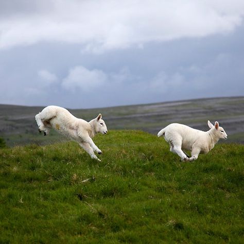 An Evening's Frolic In The Dales The Lover, Pretty Animals, Reference Images, Pics Art, Good Fortune, Art Reference Photos, Drawing Inspiration, Drawing Reference, Baby Animals