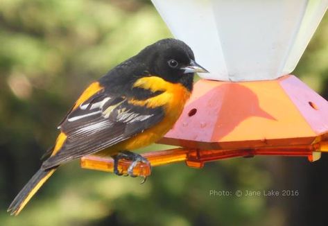 Oriole Bird Feeders, Bird Nesting Material, Backyard Birds Sanctuary, Hummingbird Food, Oriole Bird, Homemade Bird Houses, Baltimore Oriole, Bird Feeding, Bird Crafts