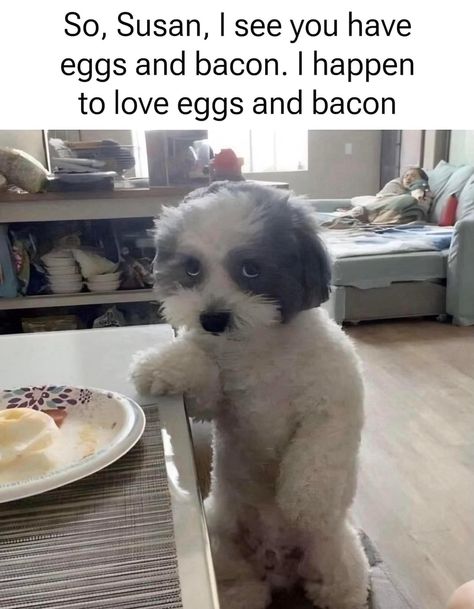 Dog Memes Hilarious, Memes Funny Hilarious, Food Memes, Funny Dog Memes, Memes Hilarious, Funny Animal Memes, Instagram Funny, Dog Memes, Really Funny Pictures