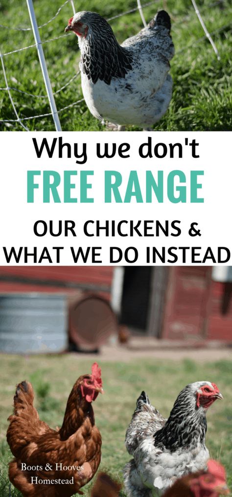 Chicken Incubator, Urban Chickens, Backyard Chicken Farming, Best Chicken Coop, Raising Backyard Chickens, Keeping Chickens, Free Range Chickens, Building A Chicken Coop, Baby Chickens