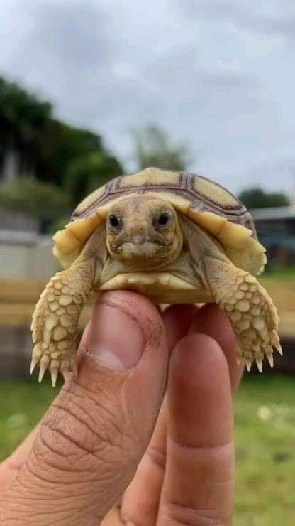 Nature, Land Turtle, Turtle Cute, Types Of Turtles, Land Turtles, Dragon Turtle, Loggerhead Turtle, Baby Tortoise, Amazing Frog