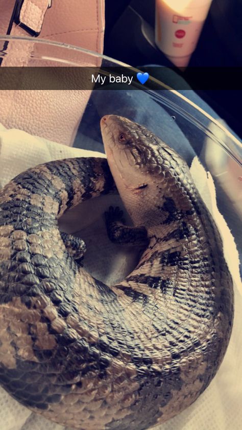 My blue tongue skink Gizmo! I just got him today for my birthday! Diy Blue Tongue Skink Enclosure, Blue Tongue Skink Enclosure, Blue Tounged Skink, Lps Blind Bags, Blue Tongue Lizard Drawing, Blue Tongue Lizard, Big Lizard, Blue Tongue Skink, Cute Lizard