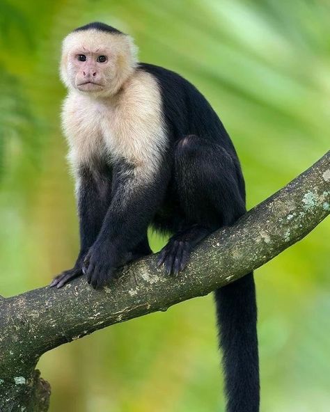 Simple Homestead, Keel Billed Toucan, Three Toed Sloth, Clermont Florida, Capuchin Monkey, Red Eyed Tree Frog, Glass Frog, Hobby Farm, Exotic Animals