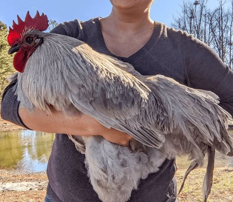 20 Amazing Giant Chicken Breeds | Chicken Fans Giant Chicken Coop, Giant Chicken Breeds, Largest Chicken Breed, Rhode Island Red Chickens, Giant Chicken, Chicken Coup, Rhode Island Red, Giant Breeds, Chicken Breeds