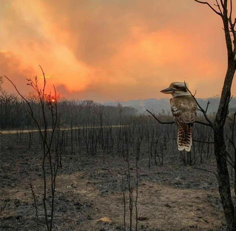 In Australia After A Fire Bushfires In Australia, Australian Culture, Dramatic Photos, Australian Bush, Before Midnight, World Photography, Photography Awards, William Shakespeare, New South Wales