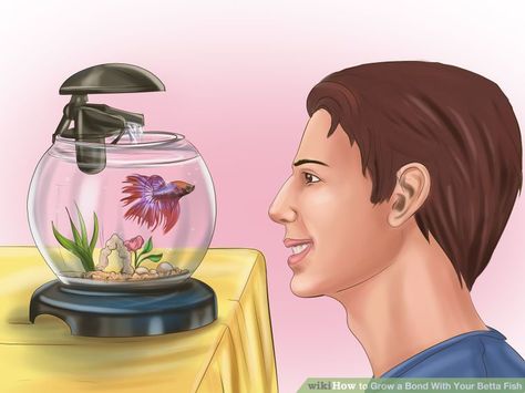 How to Grow a Bond With Your Betta Fish: 11 Steps (with Pictures) Indoor Water Garden, Betta Fish Care, African Cichlids, Fish For Sale, Fish Care, Pet Ideas, Fish Farming, Pet Fish, Freshwater Aquarium