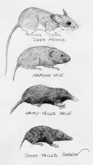 Shrew or Mole? Mouse or Vole? image Mole Character, Backyard Field, Popular Tattoo Ideas, Deer Mouse, Aphid Control, Slugs In Garden, Organic Insecticide, Garden Critters, Grow Garden