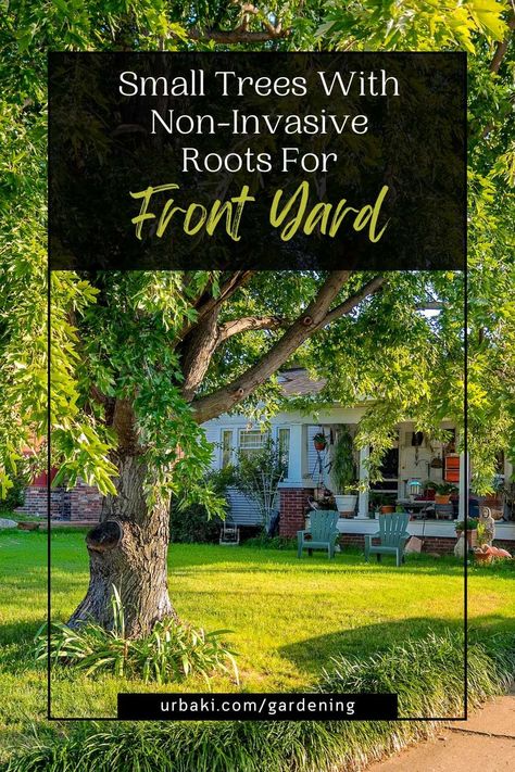 Welcome to our guide on small trees with non-invasive roots, perfect for your front yard. If you have a small space or tight planting area, finding tree options that won't cause damage to foundations or nearby structures is essential. In this article, we'll explore a variety of small tree varieties with compact sizes, non-aggressive root systems, and low maintenance requirements. When selecting trees for your front yard, it's crucial to consider their root systems. Invasive roots can lead... Yard Trees Landscaping, Trees With Shallow Root Systems, Small Tree Landscaping, Trees To Frame Front Of House, Small Front Yard Trees, Tree Front Yard Landscaping, Trees With Non Invasive Roots, Tree In Front Of House, Trees In Front Yard