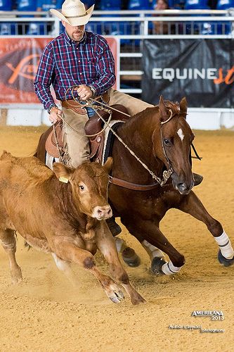 Reining Horses, Working Cow Horse, Aqha Horses, Ranch Riding, Ranch Horse, Western Pleasure Horses, Barrel Racing Saddles, Iso Settings, Cow Horse