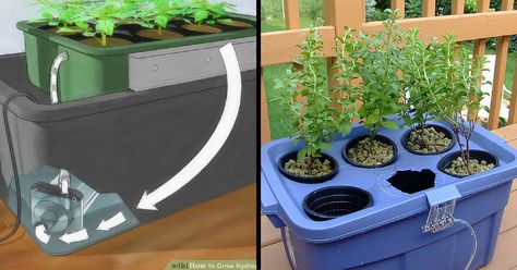 An Introduction To Hydroponics at Home Homemade Hydroponic System, Cucumber Trellis, Aquaponics Diy, Hydroponic Farming, Hydroponics Diy, Hydroponic Growing, Greenhouse Plans, Aquaponics System, Hydroponics System