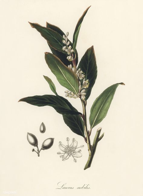 Bay laurel (Laurus nobilis) illustration from Medical Botany (1836) by John Stephenson and James Morss Churchill. | free image by rawpixel.com Laurel Aesthetic, Bay Leaf Tattoo, Laurel Plant, Illustration Botanique Vintage, Bay Laurel, Laurel Tree, Laurus Nobilis, Free Illustration Images, Leaf Illustration