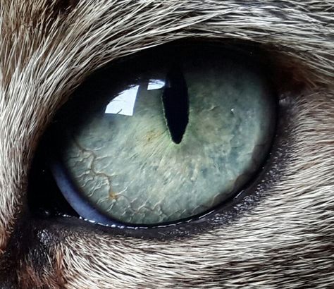 Cat Eye Photography, Eye Drawing Colored Pencil, Eye Drawing Colored, Close Up Eye, Drawing Colored Pencil, Regard Animal, Animal Eyes, Tiger Artwork, Eyes Artwork