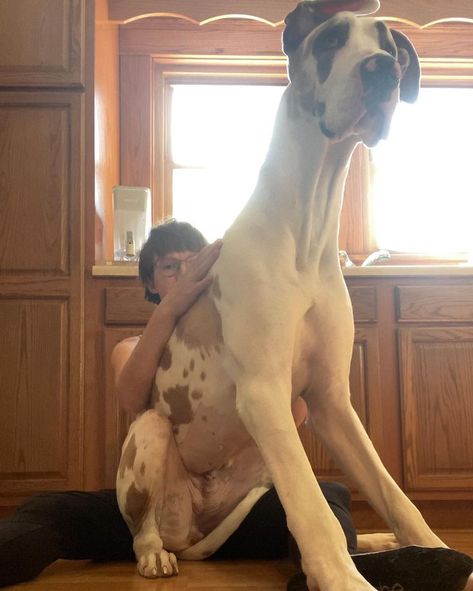 Don't tell Maud she is not a lap dog. Great Dane 115 lbs. 1 year old! #greatdane #dog #great #dane #puppy #fawnequin #doggo Dane Puppies, Great Dane Puppy, Lap Dogs, Great Dane, Art Home Decor, Art Home, Kansas, 1 Year, Year Old