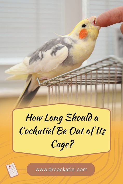 How Long Should a Cockatiel Be Out of Its Cage Cockatiel Care, Cockatiel Cage, Tibetan Mastiff, Healthy And Happy, Long A, Pet Bird, Pet Life, Losing A Pet, Stay Healthy