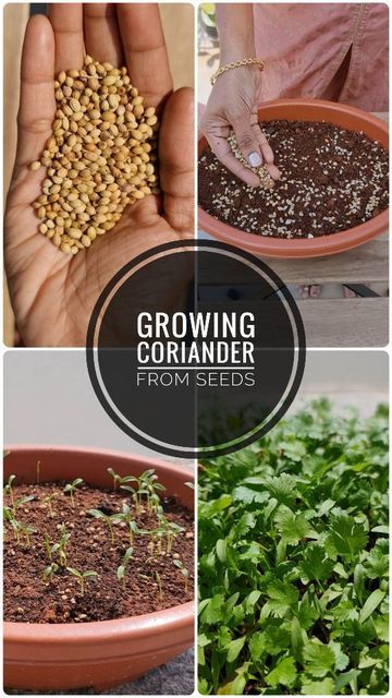 Sushma Reddy on Instagram: "Growing Coriander From Seeds is Absolutely Easy💚 These Seeds are from my Kitchen which I use for cooking. No need to purchase from a seed store😊 . . . . . . . #PrimeReels #mygreentreasure #ecofynd #indianplantgang #gardentreasure💚 #greenlife #plantparenthood #cosyquirk #plantsaremystressbusters #indianplantparent #myapartmentbalcony #gardenup #indianinstagramers #indianplantcommunity #houseplants #houseplantclub #crazyplantlady #gardening #plantstagram #plantlife # Growing Coriander, Coriander Seed, Seed Germination, Soil Layers, Top Soil, Coriander Seeds, Garden Tips, Garden Soil, Green Life