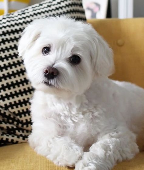 Maltichon Haircut, How To Groom A Maltese At Home, How To Groom A Maltipoo At Home, Maltese Poodle Haircut, Shichon Haircut, Maltese Haircut Teddy Bear, Maltese Haircut Hairstyles, Maltipoo Haircut Styles, Maltese Dogs Grooming