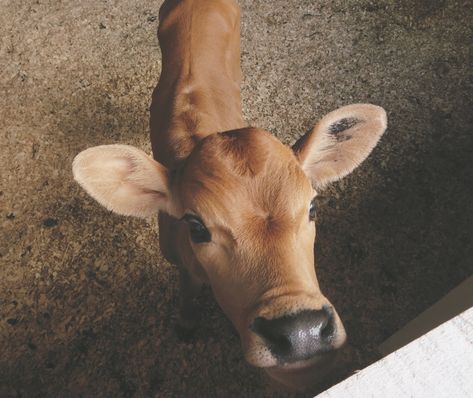 Jersey Heifer Calf named “Violet” 💜 Jersey Milk Cow, Mini Jersey Milk Cow, Calf Photography, Jersey Calf, Jersey Cows Photography, Farm Life, Saddle, Cow, Violet