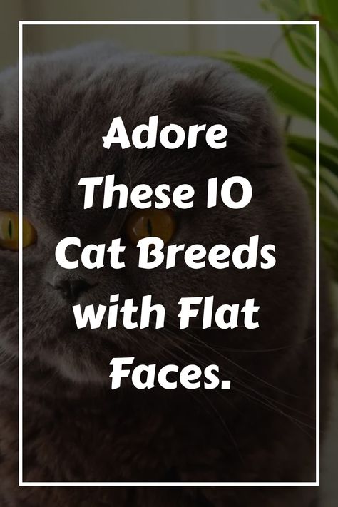 Discover the irresistible charm of flat-faced cat breeds! Is it their unique pug nose, expressive round eyes, or endearing worried expressions? Explore the beauty and appeal of these captivating felines. Learn more about their distinctive features and fall in love with their undeniable cuteness. Explore a variety of stunning and lovable flat-faced cat breeds that will surely melt your heart. Grumpy Cat Breed, Pug Nose, Burmilla Cat, Flat Faced Cat, Burmilla, Exotic Shorthair Cat, Burmese Cat, Himalayan Cat, Munchkin Cat