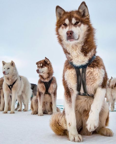 Cristina Mittermeier on Instagram: “Throughout our precarious trek across Greenland’s wintry wilds, I could always count on our trusted team of sled dogs to bring a smile to…” Sled Dog Photography, Arctic Region, Animal Poses, Greenland Dog, Huskies Sled, Pretty Puppies, Winter Shoot, Wolf Husky, Dog Sled