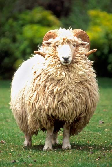 ram animal - Google Search Romney Sheep, Natural Lawn, Sheep Tattoo, Sheep Drawing, Wool Sheep, Tights Socks, Tattoo Aesthetic, Sheep Breeds, Sheep Art