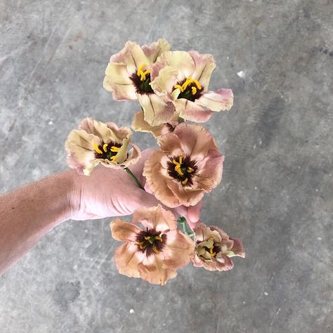 Evergreen Flower Co. on Instagram: “The most reliable dusty rose flower out there ✨ “wondrous brown” #lisianthus . . . . . .  #evergreenflowerco #nashvilleflorist…” Light Brown Lisianthus, Dusty Wedding Flowers, Bohemian Mocha Lisianthus, Roseanne Brown Lisianthus, Brown Lisianthus, Taupe Flowers, Dusty Rose Flowers, Evergreen Flowers, Berry Wedding