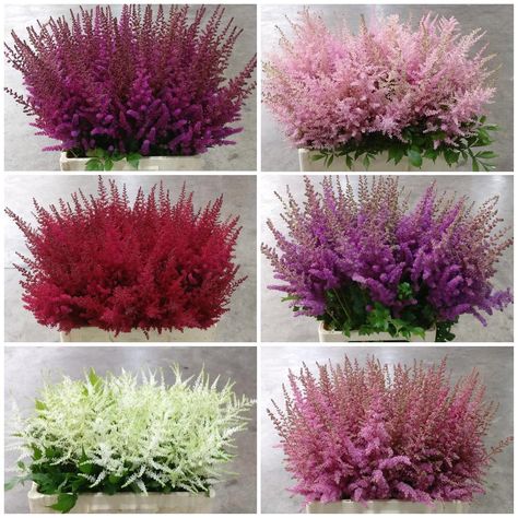 Harrys wholesale on Instagram: “Astilbe In All Sorts Of Colours 🙀 Available For Wednesday Market! #astilbe #flowers #quality #harryswholesale” Astilbe Colors, Peppermint Oil For Skin, Astilbe Wedding, Hair Flower Braid, Astilbe Flower, Peppermint Oil Benefits, Chalk Paint Kitchen, Flower Braids, Window Planters