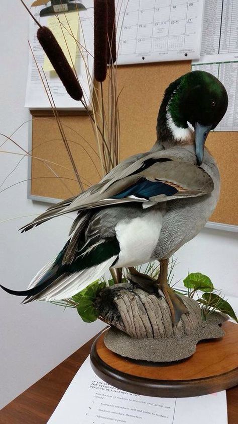 Duck. Wood Duck Mounts, Duck Mounts, Duck Mount, Waterfowl Taxidermy, Waterfowl Art, Bird Taxidermy, Taxidermy Decor, Blue Winged Teal, Animal Taxidermy