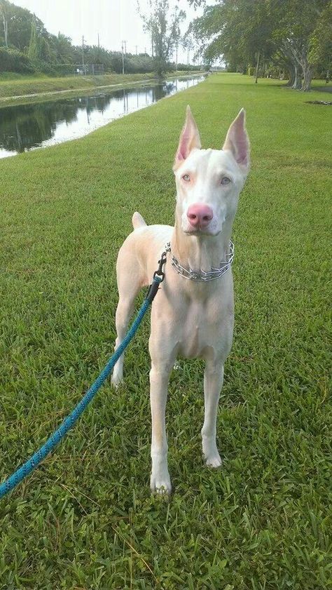 Albino Dogs, Albino Doberman, White Doberman, Albino Dog, Scooby Dog, European Doberman, Ac New Leaf, Doberman Puppy