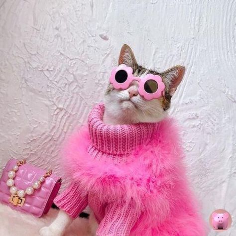 Funny Pictures Of Animals, Animals In Clothes, Gatos Cool, Fancy Cats, Save The Elephants, Funny Costumes, Instagram Baby, Cat Photography, Cat Hat