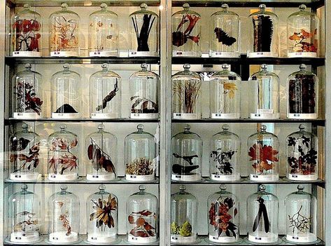 stunning collection of flora! Cabinet Of Curiosity, Cabinet Of Curiosities, Deco Boheme, The Bell Jar, Displaying Collections, Glass Domes, Taxidermy, My New Room, Natural History