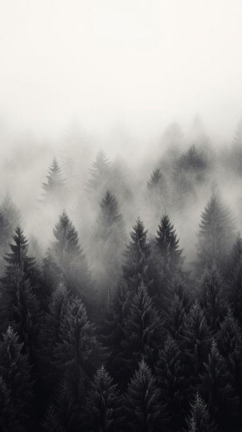 Forest tree fog outdoors | premium image by rawpixel.com / Boom Dark Forest Background, Dark Foggy Forest, Mountain Black And White, Forest Minimalist, Iphone Wallpaper Mountains, Wallpaper Mountain, Black And White Wallpaper Iphone, Grey Wallpaper Iphone, White Pine Tree