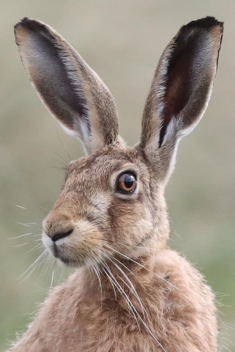 Hare Pictures, Regard Animal, Animal T Shirt, Wallpapers Beautiful, Regnul Animal, Wild Animals Photography, Rabbit Pictures, Rabbit Art, Arte Inspo