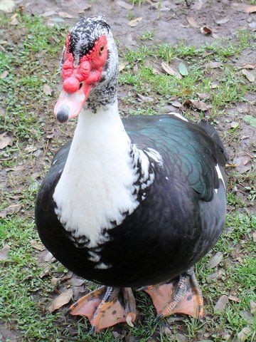 Sebastopol Geese, Muscovy Ducks, Male Duck, Luxury Farm, Florida Wildlife, Duck Breeds, Muscovy Duck, Wild Duck, Duck Bird