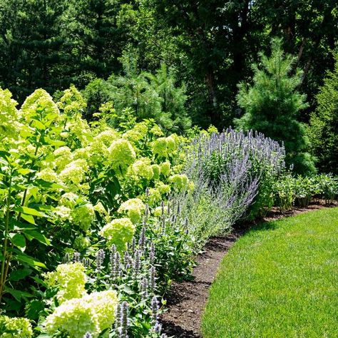 Russian Sage In Garden, Russian Sage Hydrangea Landscaping, Hydrangea And Russian Sage, Hydrangea And Salvia, Russian Sage Hedge, Russian Sage And Hydrangea, Russian Sage Landscaping, Little Lime Hydrangea, Texas Backyard