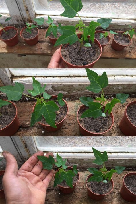 Papaya Tree In Pot, Growing Papaya, Grow Papaya, Papaya Growing, Papaya Plant, Papaya Juice, Papaya Tree, Garden Nails, Gardening Aesthetic