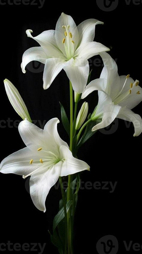 AI Generative lilium candidum white flowers blooming White Lillie’s, Lili Flowers, Europe Tattoo, Lilium Candidum, Lilium Flower, Lily Pictures, Perspective Photos, White Lily Flower, White Lilly