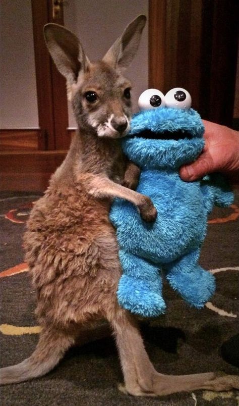 Animal Tattoos, Kangaroo Baby, Bedtime Ritual, Australian Animals, Cute Animal Photos, Cute Creatures, Cookie Monster, Sweet Animals, Zoo Animals