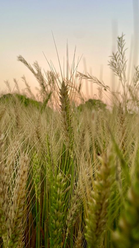 Golden hours sunset wheat field orangy yellow sky Sunny Farm Aesthetic, Farm Core Aesthetic, Farming Aesthetic, Agriculture Pictures, Agriculture Photos, Nature Field, Games Characters, Farm Lifestyle, Farm Field