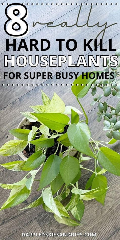 Best Low Maintenance House Plants, Hardy House Plants, Plants That Are Hard To Kill, Low Humidity House Plants, Easy To Grow House Plants, Hard To Kill House Plants, Low Light Hanging Indoor Plants, Easiest House Plants To Keep Alive, Pothos Plant Decor Ideas