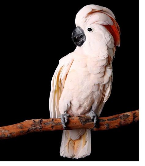 Moluccan Cockatoo | Plumpton Park Zoo Moluccan Cockatoo, Parrot Tattoo, Cockatoo Bird, Parrot Wallpaper, Regard Animal, Australian Birds, Bird Artwork, Exotic Birds, Bird Pictures