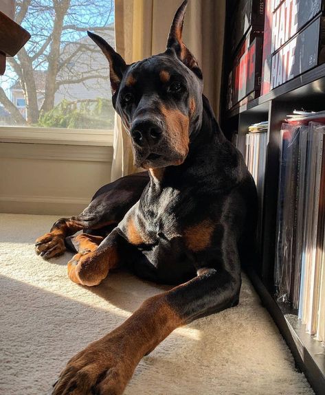 Ronan Markov, Mila Mikhailov, The Darkest Temptation, Darkest Temptation, Simple Animals, Doberman Puppies, Doberman Love, Doberman Pinscher Dog, Doberman Puppy