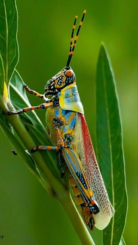 Cricket Insect, Anime Tattoo Designs, Bug Eyes, Weird Insects, Aesthetic Animals, Insect Photos, Cool Insects, Insect Photography, Cool Bugs