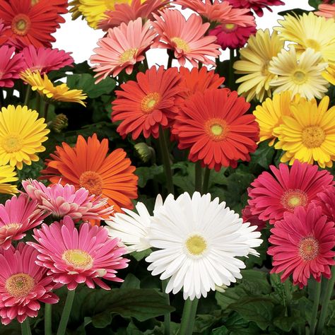 EZdazy™ Mix - Gerbera jamesonii Gerbera Plant, Gerbera Jamesonii, Herbaceous Border, Gerber Daisies, Proven Winners, Gerbera Daisy, Birthday Card Printable, Happy Flowers, Plant Gifts