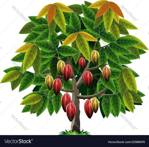 Cacao Plant, Cocoa Tree, Cocoa Plant, Plant Cartoon, Chocolate Tree, Food Cartoon, Free Vector Illustration, Tree Images, Tree Graphic