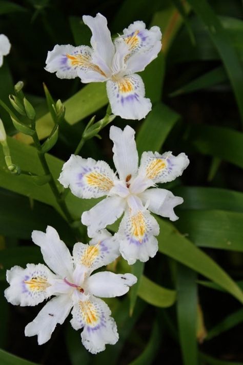 Iris for Sale | Japanese Iris | Iris unguicularis | Iris pseudata Japanese Evergreen, Dry Shade Plants, Japanese Iris, Shade Tolerant Plants, Shade Loving Perennials, Cottage Garden Plants, Shade Perennials, Woodland Garden, Most Beautiful Flowers