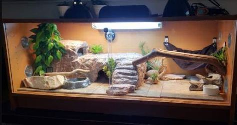 Ball Python Cage, Bearded Dragon Tank Setup, Bearded Dragon Setup, Diy Bearded Dragon Enclosure, Ball Python Pet, Bearded Dragon Vivarium, Bearded Dragon Terrarium Ideas, Snake Cages, Bearded Dragon Diy