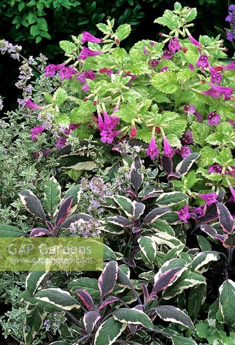 Salvia Officinalis, Violet Rose, Purple Garden, Plant Photography, Pink And Silver, Garden Landscape Design, Flower Beds, Tri Color, Beautiful Gardens