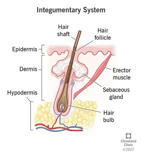 Cause Of Acne, Integumentary System, Mammary Gland, Muscular System, Acne Causes, Body Joints, Sweat Gland, Human Body Systems, Skeletal Muscle