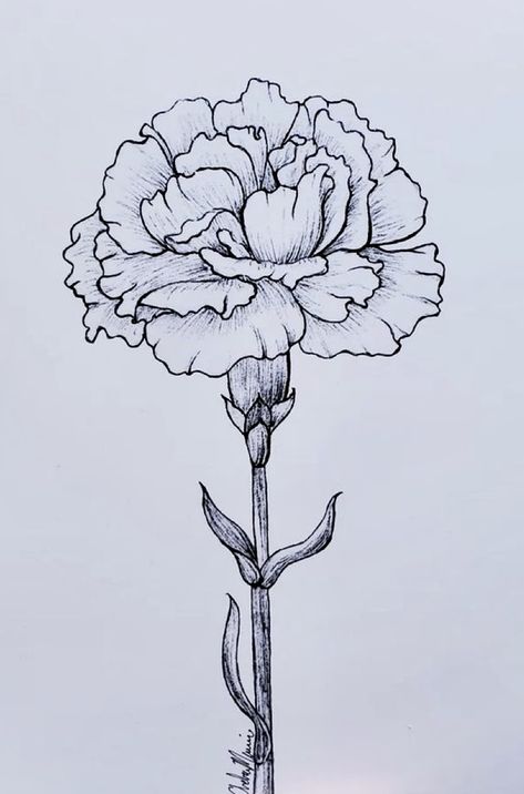 Carnation Drawing, Carnation Tattoo, Bird Painting Acrylic, Iris Painting, Owl Tattoo Design, Cute Tiny Tattoos, Flower Art Drawing, Carnation Flower, Floral Drawing